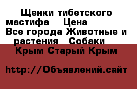 Щенки тибетского мастифа. › Цена ­ 30 000 - Все города Животные и растения » Собаки   . Крым,Старый Крым